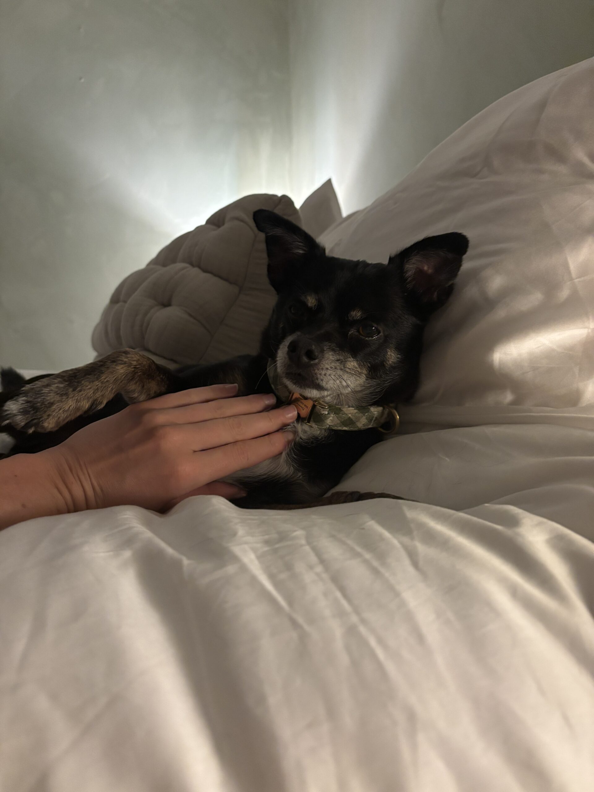 A small black and brown dog lies on a bed with white bedding, while a person's hand gently pets its chest.