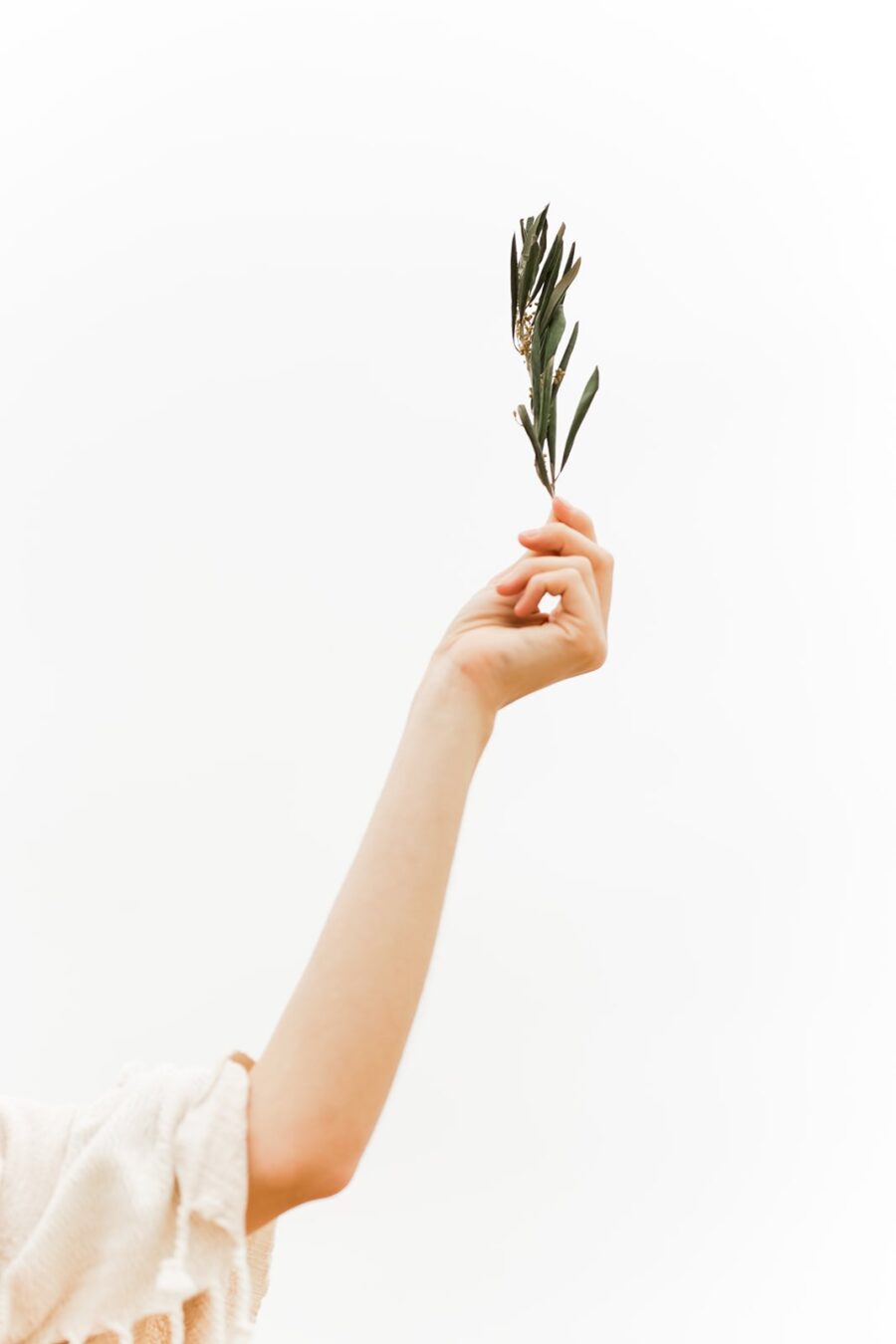 A person's hand holding up a small branch with green leaves against a plain white background.
